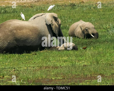 Vier Elefanten füttern in einem Sumpf in der amboseli Stockfoto