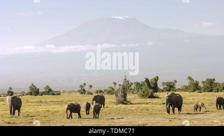 Elefanten füttern vor der Kilimanjaro im Amboseli, Kenia Stockfoto