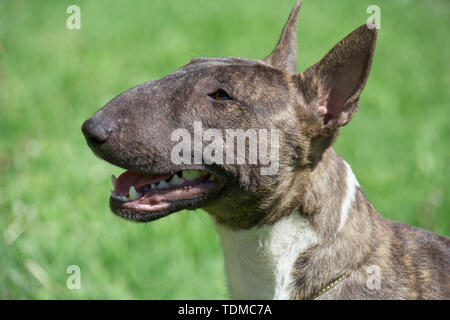 Miniatur brindle und White Bull Terrier hautnah. English Bull Terrier oder Keil. Heimtiere. Stockfoto