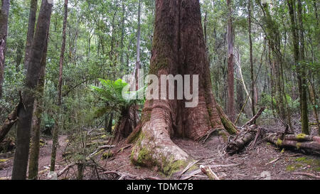 Basis eines riesigen Sumpf Gum Tree in Tasmanien Stockfoto