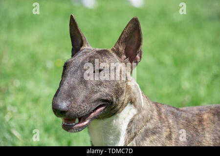 Miniatur Bullterrier brindle-Weiß steht auf einem grünen Gras. English Bull Terrier oder Keil. Heimtiere. Stockfoto