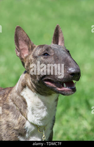 Miniatur Bullterrier brindle-Weiß steht auf einem grünen Gras. Close Up. English Bull Terrier oder Keil. Heimtiere. Stockfoto