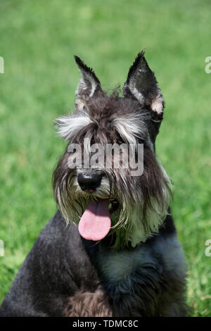 Cute zwergschnauzer Welpen hautnah. Zwergschnauzer oder Zwerg Schnauzer. Heimtiere. Reinrassigen Hund. Stockfoto