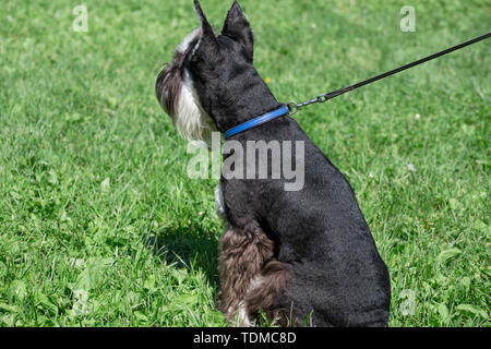 Cute zwergschnauzer Welpen steht auf einer grünen Wiese. Zwergschnauzer oder Zwerg Schnauzer. Heimtiere. Stockfoto