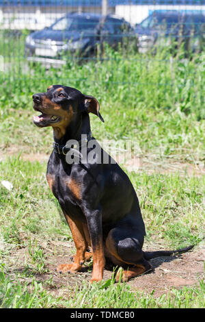 Deutsche Pinscher sitzt auf einer Frühlingswiese. Heimtiere. Reinrassigen Hund. Stockfoto