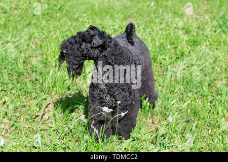 Irish blue Terrier steht auf einer Frühlingswiese. Heimtiere. Reinrassigen Hund. Stockfoto