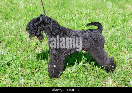 Cute Irish blue Terrier steht auf einer grünen Wiese im Park. Heimtiere. Reinrassigen Hund. Stockfoto