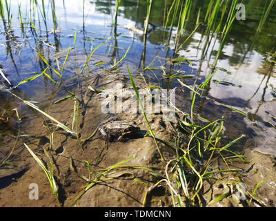 Schöne kleine Frosch. Frosch lebt in den See. Nahaufnahme. Stockfoto