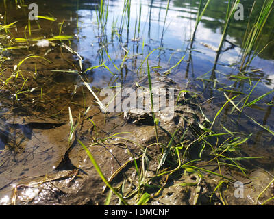Schöne kleine Frosch. Frosch lebt in den See. Nahaufnahme. Stockfoto