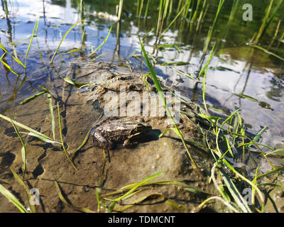 Schöne kleine Frosch. Frosch lebt in den See. Nahaufnahme. Stockfoto