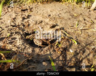 Schöne kleine Frosch. Frosch lebt in den See. Nahaufnahme. Stockfoto