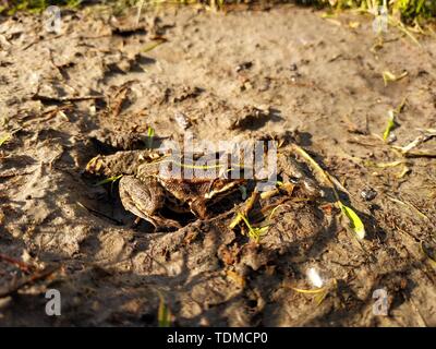 Schöne kleine Frosch. Frosch lebt in den See. Nahaufnahme. Stockfoto