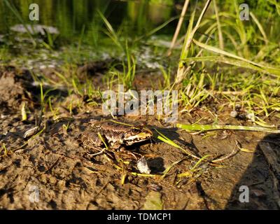 Schöne kleine Frosch. Frosch lebt in den See. Nahaufnahme. Stockfoto