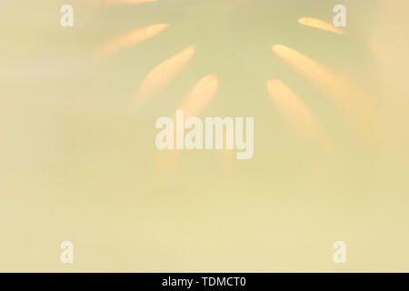 Tropical leaf monstera Schatten in trendigen Duplex neon Hintergrundbeleuchtung. Minimalistisch abstrakt Hintergrund in Olive Farbe. Stockfoto
