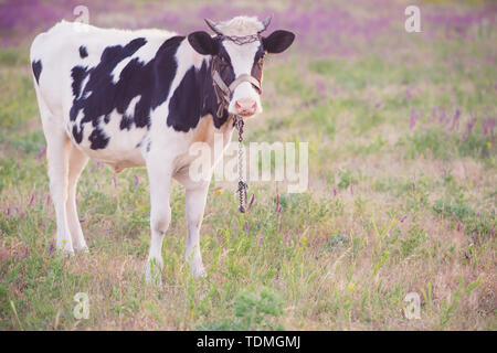 Schwarz weiss kuh Färbung grasen auf einer Wiese unter den Gräsern und Wildblumen Stockfoto