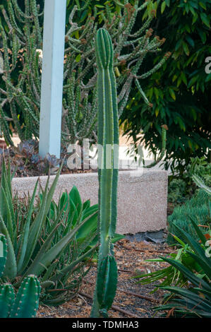 Polaskia chichipe in Säulenform Kaktus Kakteen und Sukkulenten Garten fotografiert in Tel Aviv, Israel im Mai Stockfoto