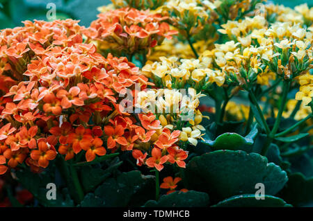 Topfpflanzen Kalanchoe Blumen (Kalanchoe blossfeldiana). In Israel im April fotografiert. Im allgemeinen kultiviert Haus Pflanzen der Gattung Kalanchoe native Stockfoto