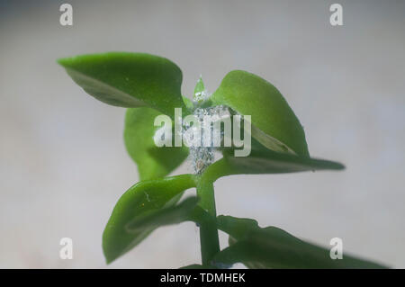 Woolly Blattläuse (Unterfamilie: Eriosomatinae) auf einem Heartleaf iceplant (Aptenia cordifolia) sukkulente Pflanze. Woolly Blattläuse (Unterfamilie: Eriosomatinae) su Stockfoto