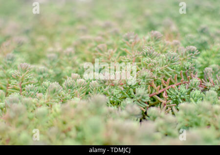 Sedum mauerpfeffer Spanisch schließen in einem Sommer. Evergreen goldmoss Sedum für Hintergrund Stockfoto