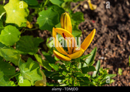 Eine Seitenansicht eines gelbe Lilie Blume Öffnung Stockfoto