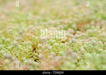 Sedum mauerpfeffer Spanisch schließen in einem Sommer. Evergreen goldmoss Sedum für Hintergrund Stockfoto