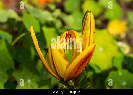 Aus der Nähe zu sehen. eine gelbe Lilie Blume Öffnung Stockfoto