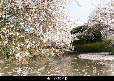 Kirschblüten im Touzhu Stockfoto