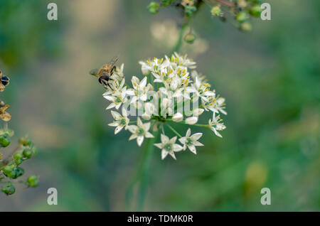 Kleine wilde Biene auf Blüte Bärlauch allium ursinum closeup Stockfoto