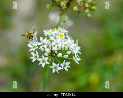 Kleine wilde Biene auf Blüte Bärlauch allium ursinum closeup Stockfoto