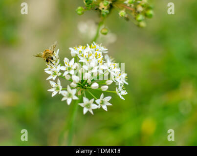 Kleine wilde Biene auf Blüte Bärlauch allium ursinum closeup Stockfoto