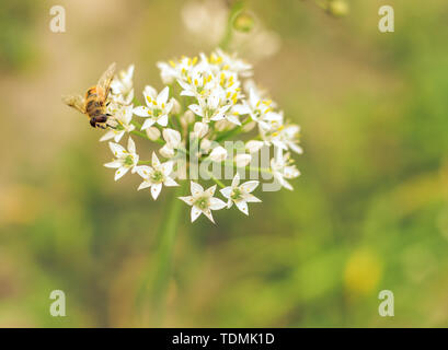 Kleine wilde Biene auf Blüte Bärlauch allium ursinum closeup Stockfoto