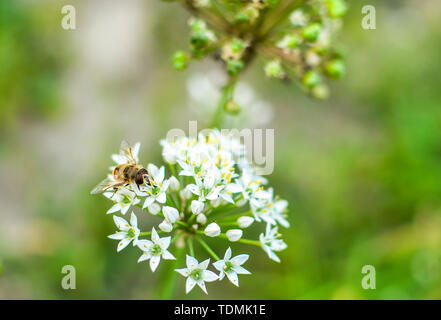 Kleine wilde Biene auf Blüte Bärlauch allium ursinum closeup Stockfoto