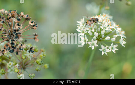 Kleine wilde Biene auf Blüte Bärlauch allium ursinum closeup Stockfoto