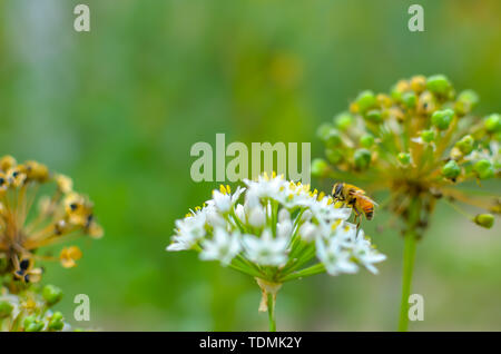 Kleine wilde Biene auf Blüte Bärlauch allium ursinum closeup Stockfoto