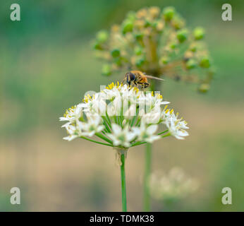 Kleine wilde Biene auf Blüte Bärlauch allium ursinum closeup Stockfoto