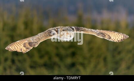 Sibirische Uhu (Bubo bubo sibiricus), erwachsene Frau auf der Flucht, in Gefangenschaft, Böhmen, Tschechische Republik Stockfoto