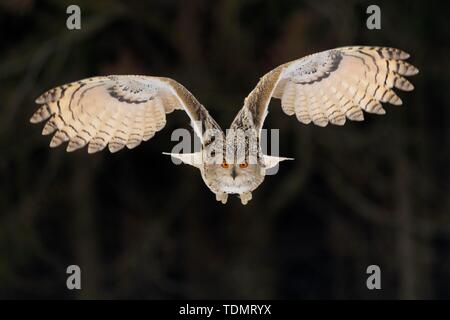 Sibirische Uhu (Bubo bubo sibiricus), erwachsene Frau auf der Flucht, in Gefangenschaft, Böhmen, Tschechische Republik Stockfoto