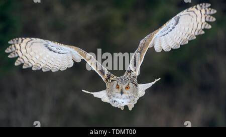 Sibirische Uhu (Bubo bubo sibiricus), erwachsene Frau auf der Flucht, in Gefangenschaft, Böhmen, Tschechische Republik Stockfoto