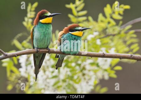 Bienenfresser (Merops apiaster), ein paar Tiere auf einem Ast sitzend, Rheinland-Pfalz, Deutschland Stockfoto