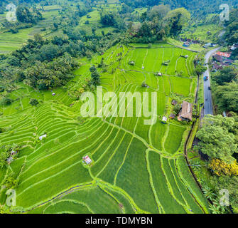 Von oben nach unten Luftbild von Reisterrassen auf Bali, Indonesien Stockfoto