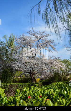 In Tianjin City, Provinz Henan am 23. März 2019, in liangyuan fotografiert, voll von Baum Peach Blossom Trauerweide Kirschblüten, eine Feder, Farbe, sehr schön. Stockfoto