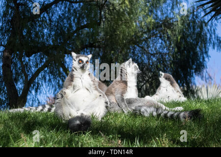 Familie der Lemuren Sonnenbaden auf dem Gras. Der Ring tailed Lemur, Lemur catta, ist ein großer strepsirrhine Primate und die am meisten anerkannte lemur Aufgrund Stockfoto