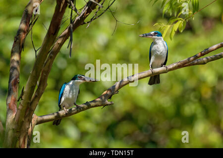 Collared Kingfisher - Todiramphus chloris Mittlere kingfisher Unterfamilie Halcyoninae, der Baum Eisvögel, die auch als Weiße - collared kingfi bekannt Stockfoto