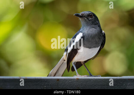 Oriental - Copsychus saularis Magpie-Robin aus früher als Mitglied der soor Familie Turdidae eingestuft, aber jetzt considere Stockfoto