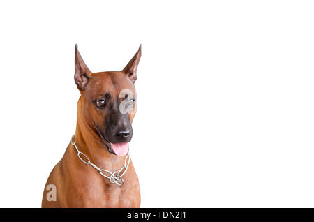 Thail Ridgeback Hund braun auf weißem Hintergrund. Stockfoto