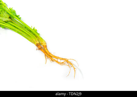 Frischer Koriander root auf einem weißen Hintergrund. Stockfoto