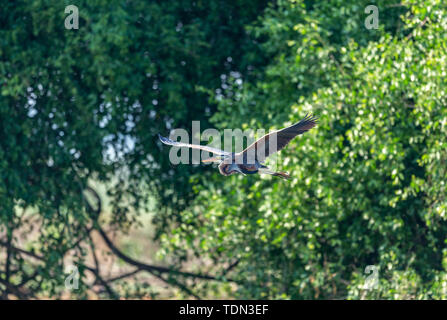 Lonely Reiher Futter in River Delta untiefen Stockfoto