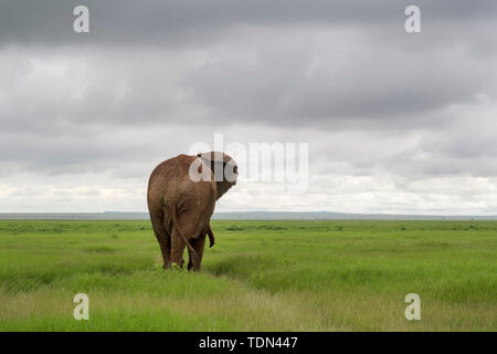 Afrikanischer Elefant (Loxodonta africana) Stier, Wandern auf der Savanne, von hinten gesehen, Amboseli National Park, Kenia. Stockfoto