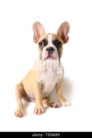 Süße französische Bulldogge Welpen sitzen auf weißem Hintergrund und kopieren Sie Platz für die Eingabe von Text isoliert, Tier- und PET-Konzept Stockfoto