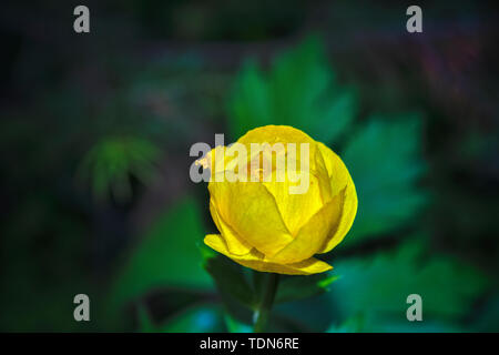 Schöne gelbe Globeflowers Europäischen. Ranunculaceae. Blume auf dem Roten Buch. Wilde wiese Pflanze. Stockfoto